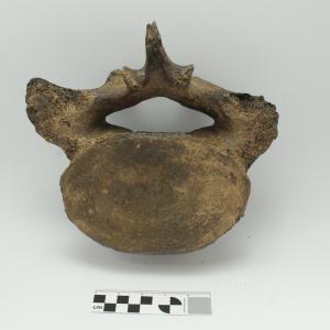 0001 Vertebra de Gonfoterio A