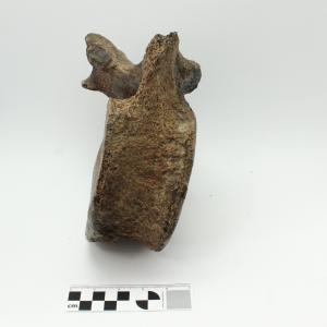 0001 Vertebra de Gonfoterio B