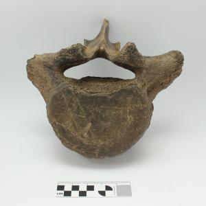 0001 Vertebra de Gonfoterio C