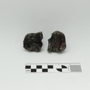 0006 Molar de cría A