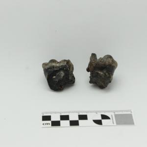 0006 Molar de cría B