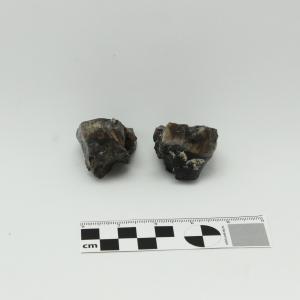 0006 Molar de cría C