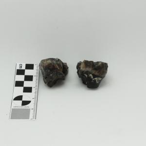 0006 Molar de cría D