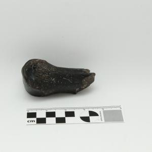 0007 Metacarpo de caballo C