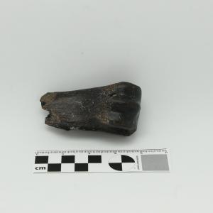 0007 Metacarpo de caballo  F