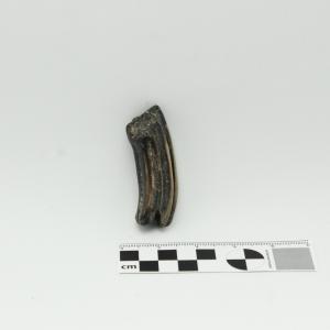 0009 Diente de caballo A