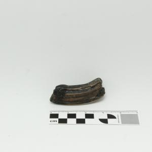 0009 Diente de caballo C