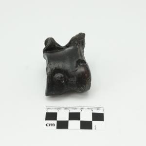 0010 Astrágalo de camello C