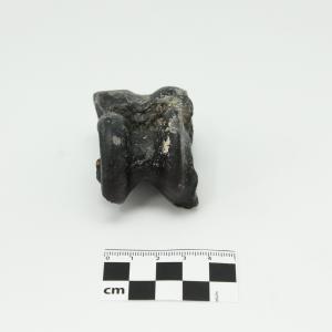 0010 Astrágalo de camello D