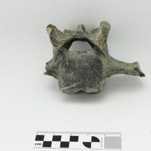 vertebra de bisonte 1 vista posterior 